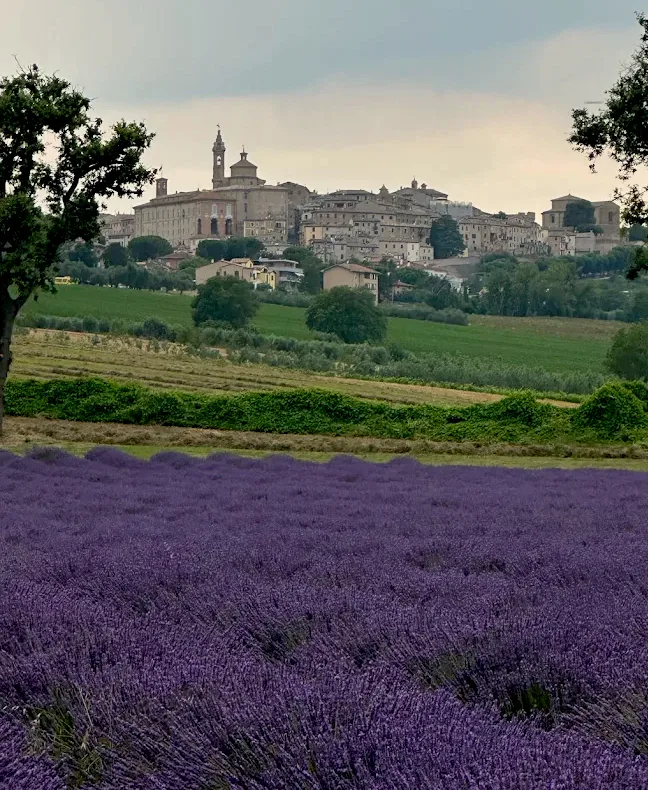 Corinaldo: Exploring the Heart of Ancona Province 15 Lavanda fields in Corinaldo