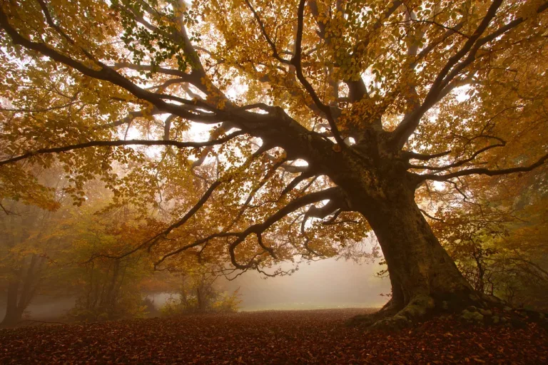Autumn Foliage in Le Marche Faggeta di Canfaito
