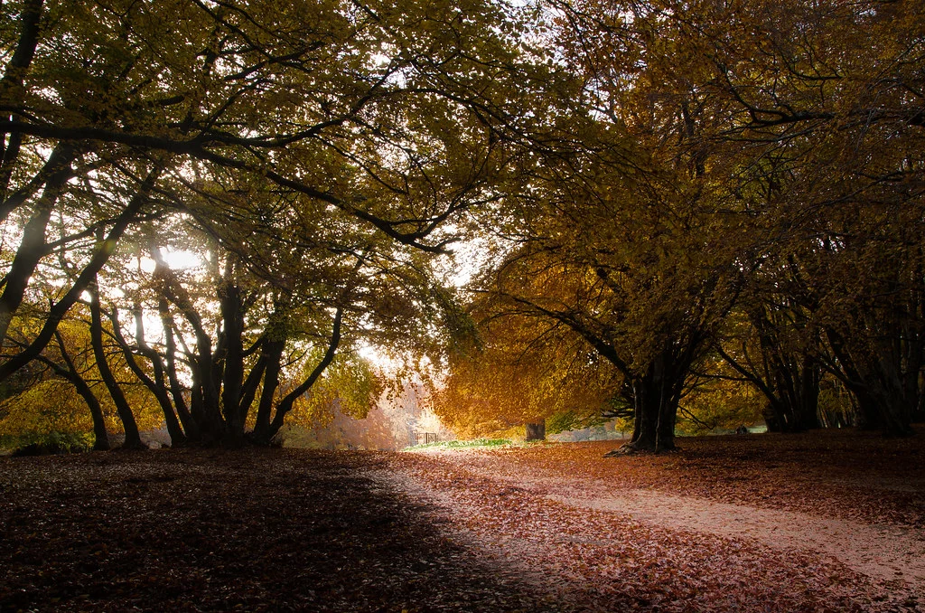 Autumn Foliage in Le Marche 9 A trail inside the Faggeta di Canfaito