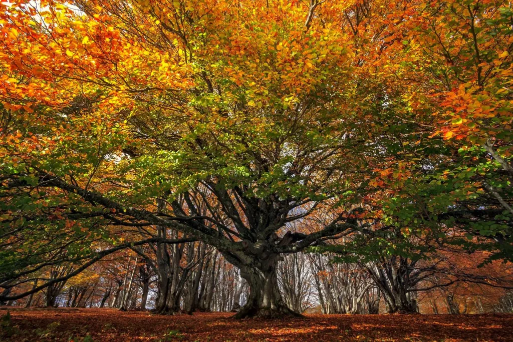 Autumn Foliage in Le Marche 10 A beech tree inside the Faggeta