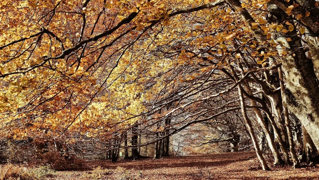 Autumn Foliage in Le Marche 11 A trail in the Faggeta