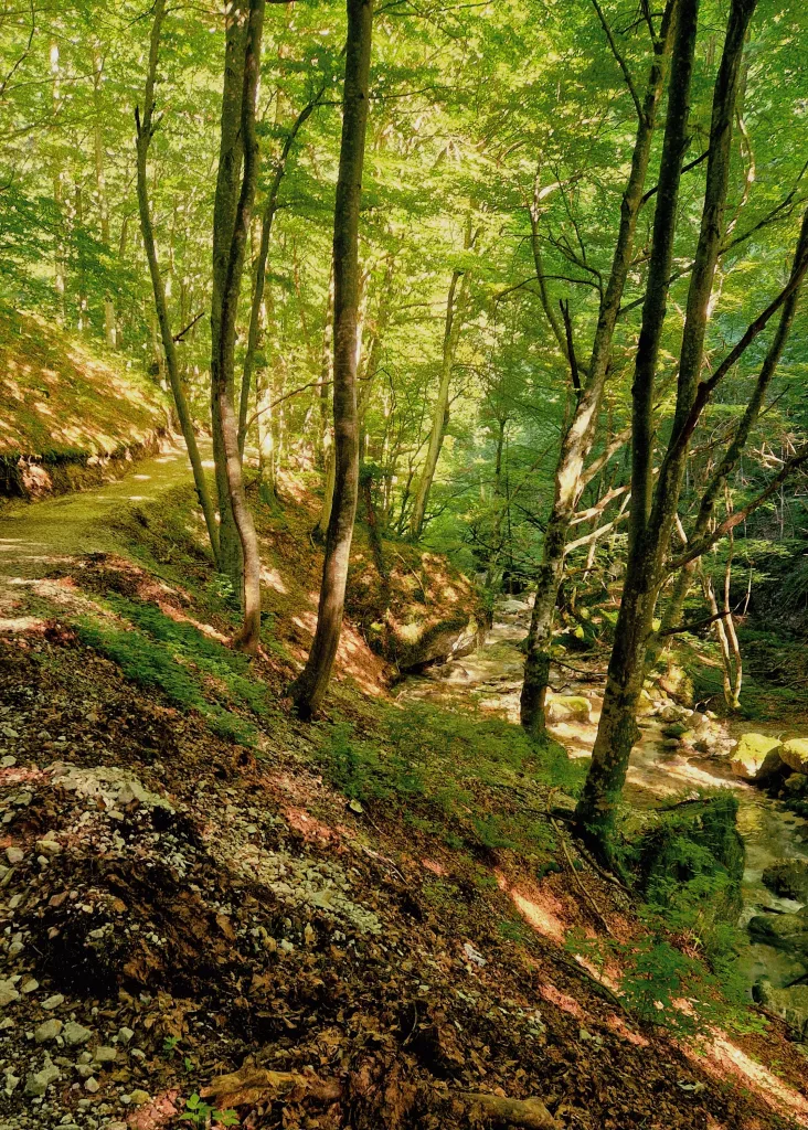 Autumn Foliage in Le Marche 14 Foliage at Gola del Infernaccio