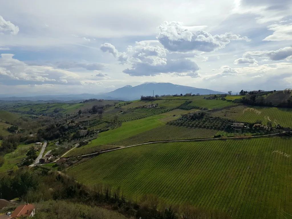 Offida: A Town of Tradition, Lace, and Wine 18 View of the vineyards from Santa Maria Della Rocca
